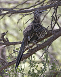Greater Roadrunner 5652